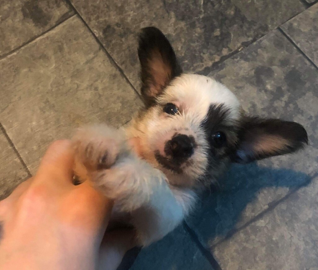 chinese crested gumtree